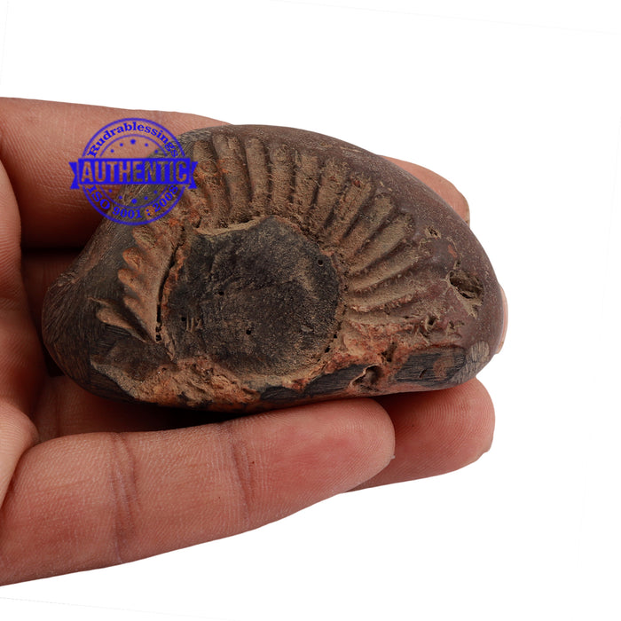 Shaligram - 158