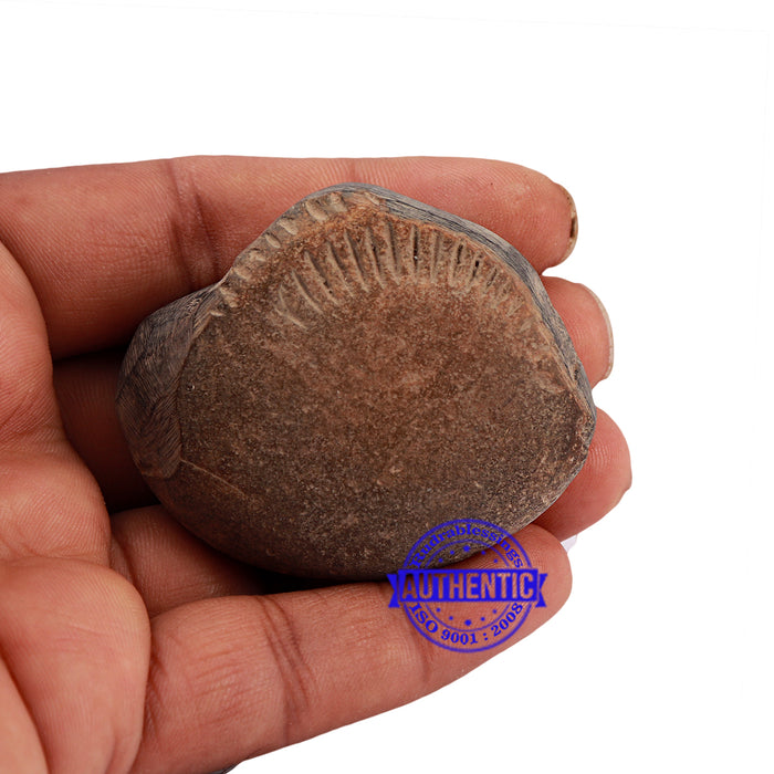 Shaligram - 166