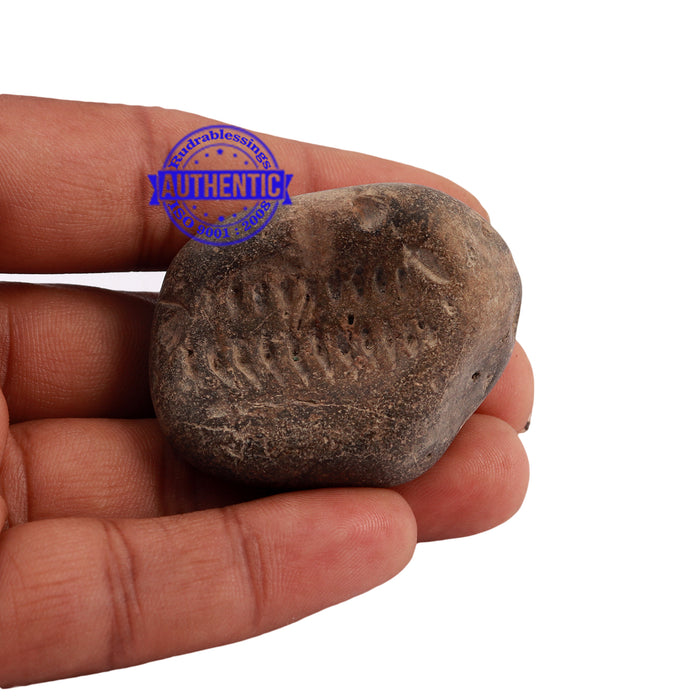 Shaligram - 168