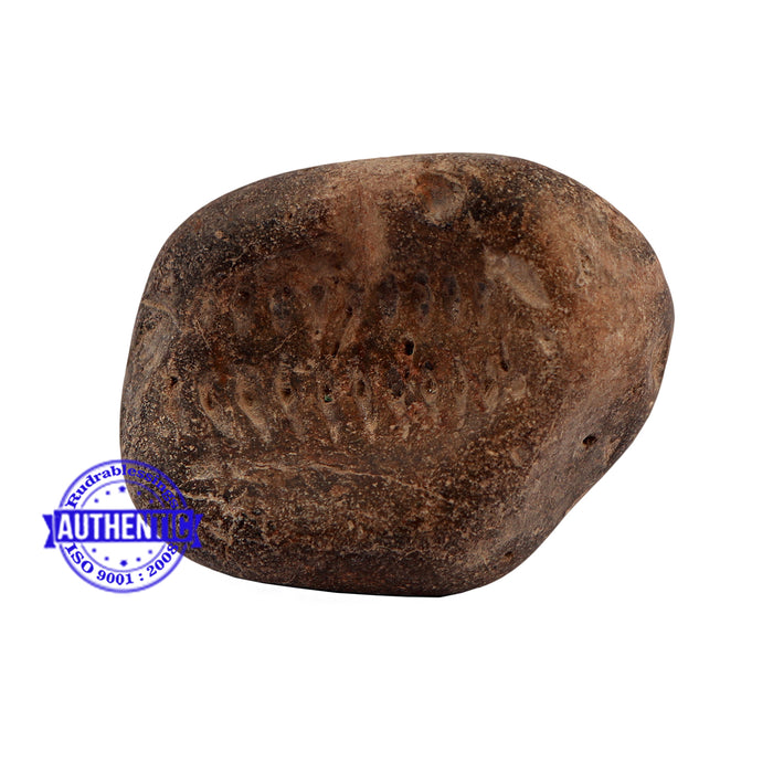 Shaligram - 168