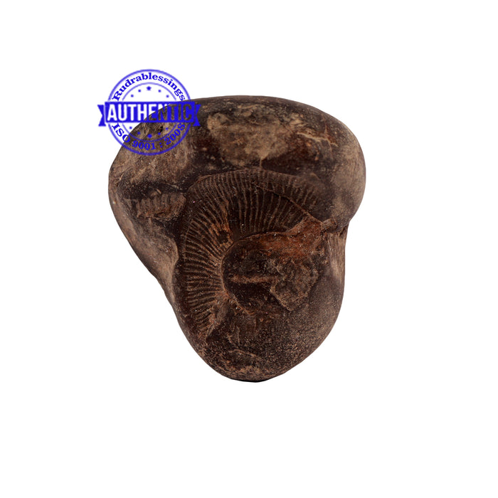 Shaligram - 170