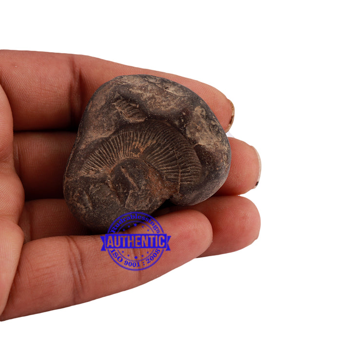 Shaligram - 170