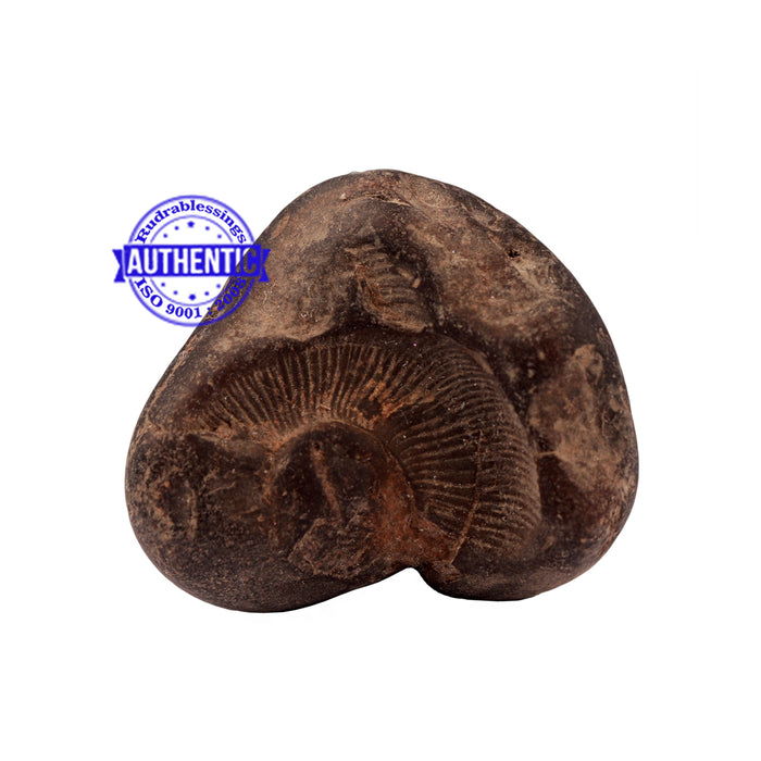 Shaligram - 170
