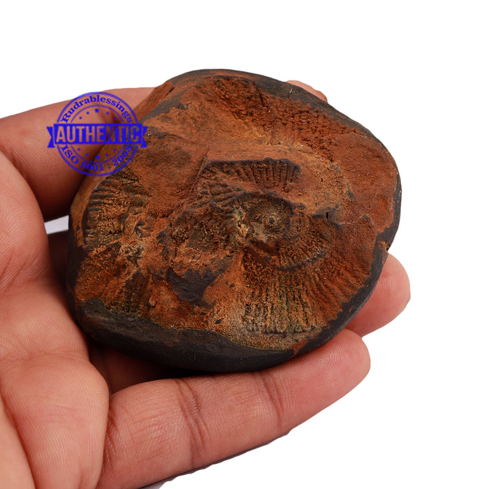 Haldi Chakra Shaligram - 171