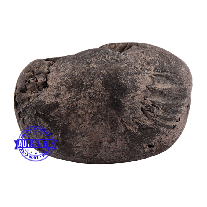 Shaligram - 185