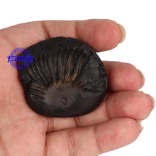 Load image into Gallery viewer, Shaligram - 51
