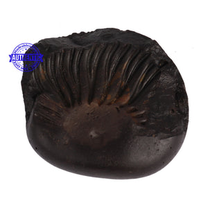 Shaligram - 51