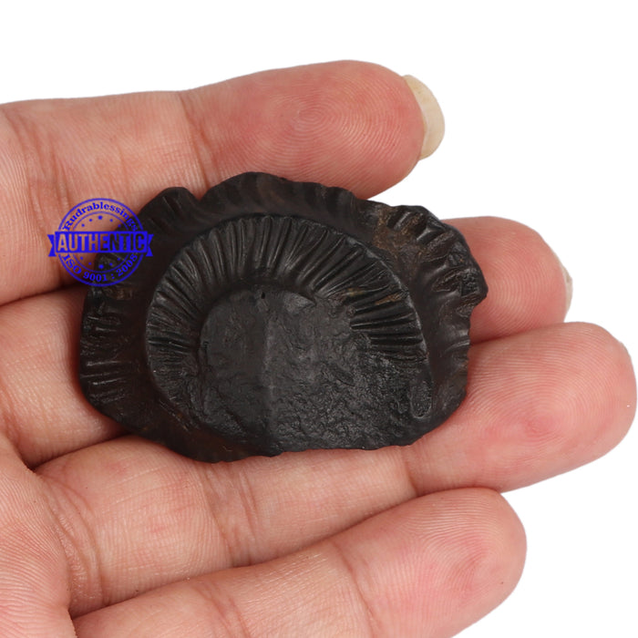 Shaligram - 52