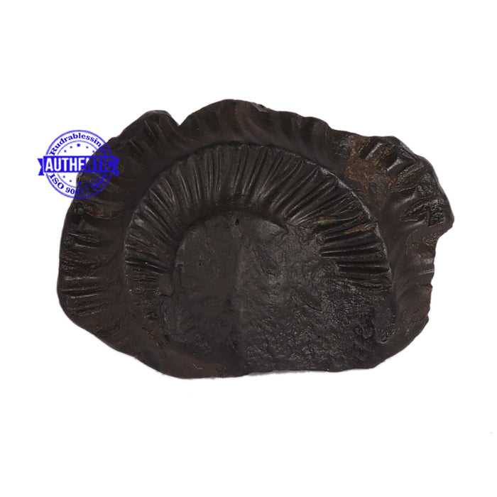 Shaligram - 52
