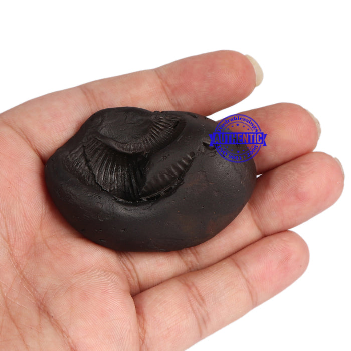 Shaligram - 53