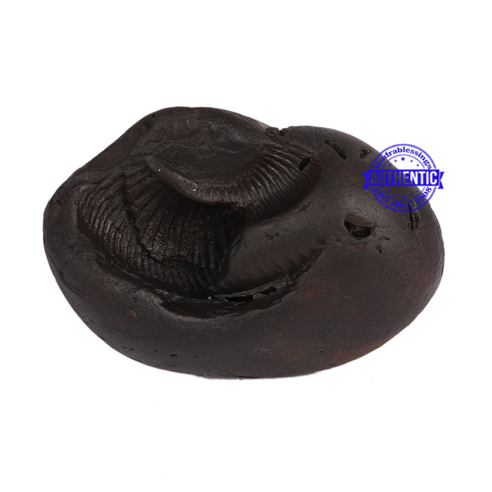 Shaligram - 53