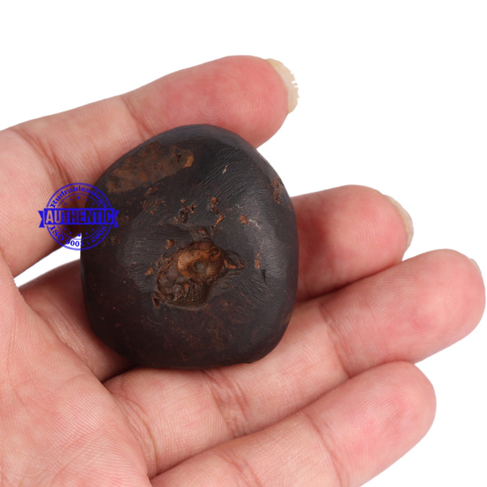 Vaikunth Shaligram - 54