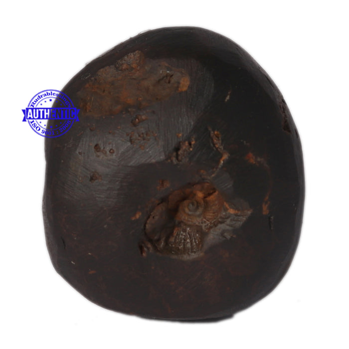 Vaikunth Shaligram - 54