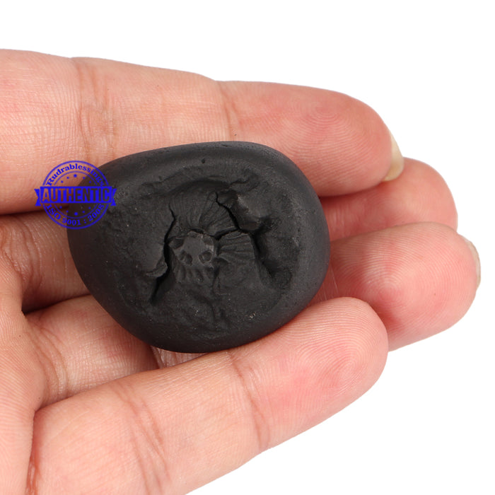 Narsimha Shaligram - 55