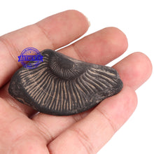 Load image into Gallery viewer, Shaligram - 59
