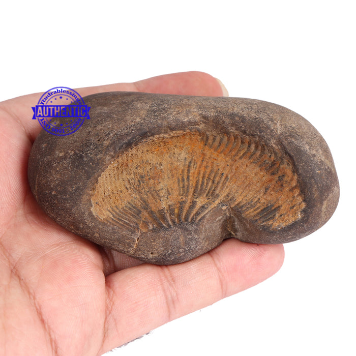 Acyutya Shaligram - 60