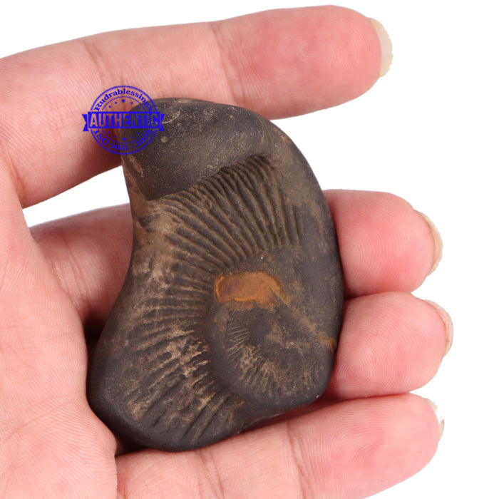 Dwi Mukhi Sudarshan Shaligram - 61