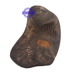 Dwi Mukhi Sudarshan Shaligram - 61