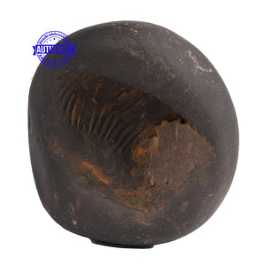 Shaligram - 62