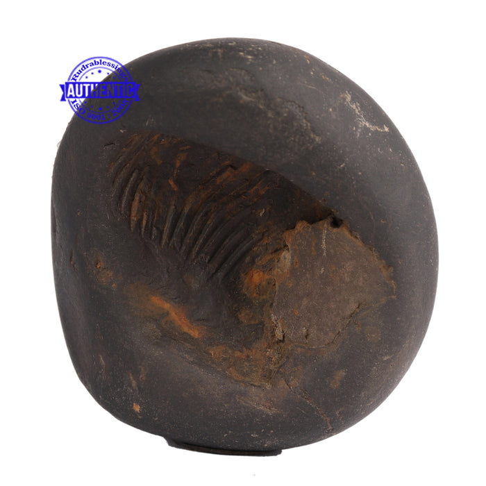Shaligram - 62