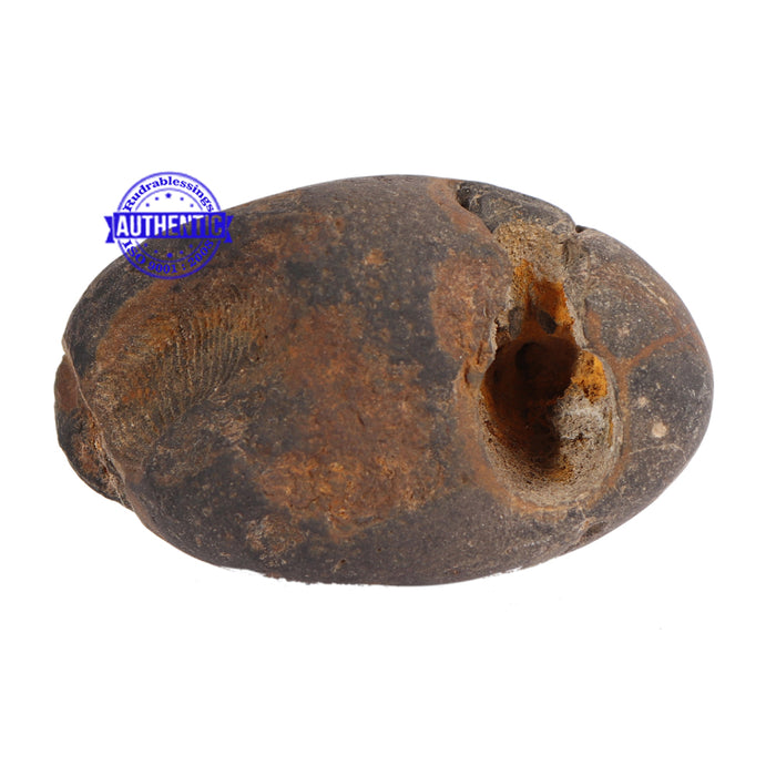 Acyutya Shaligram - 63