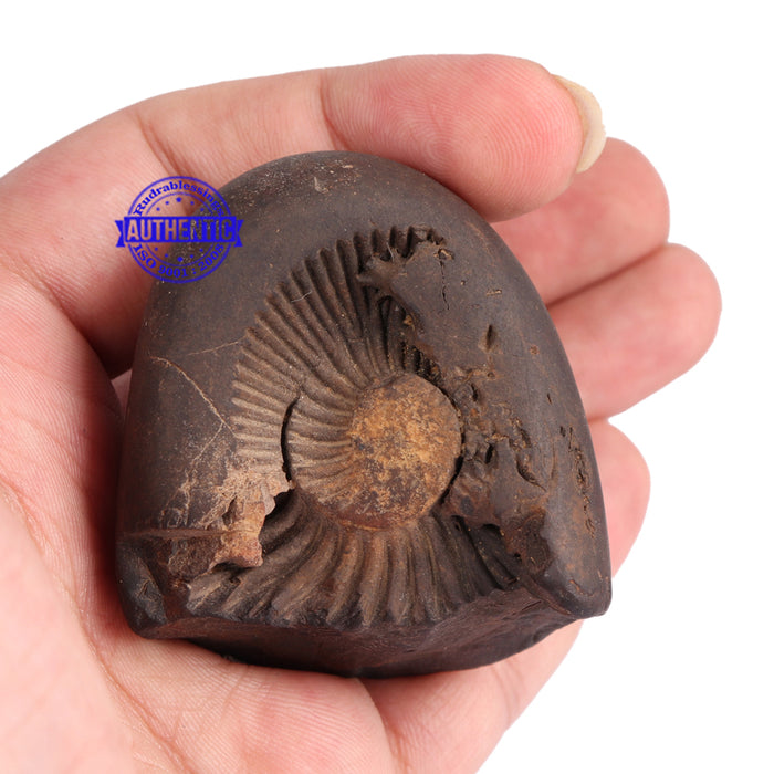 Shaligram - 64