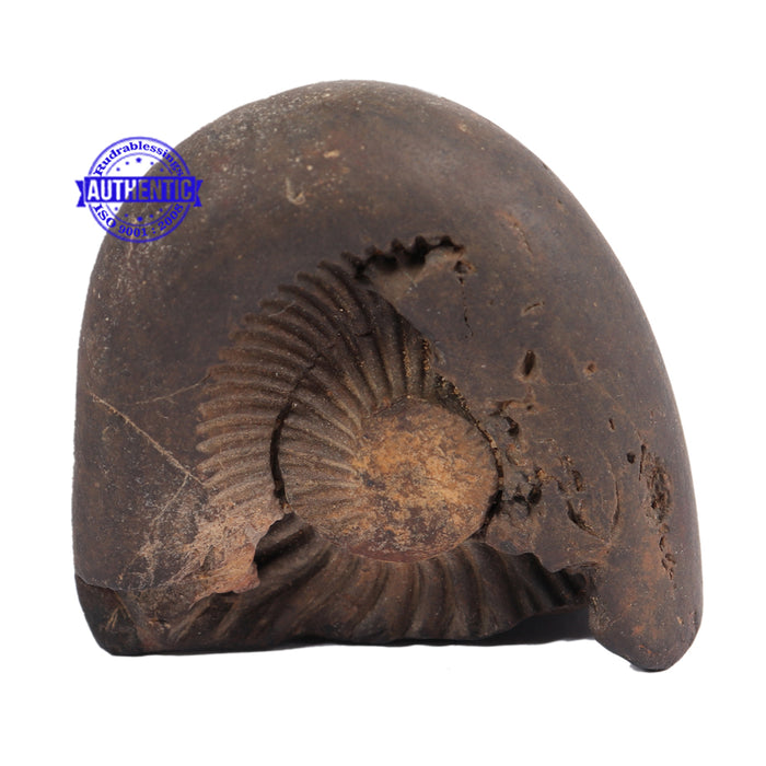 Shaligram - 64