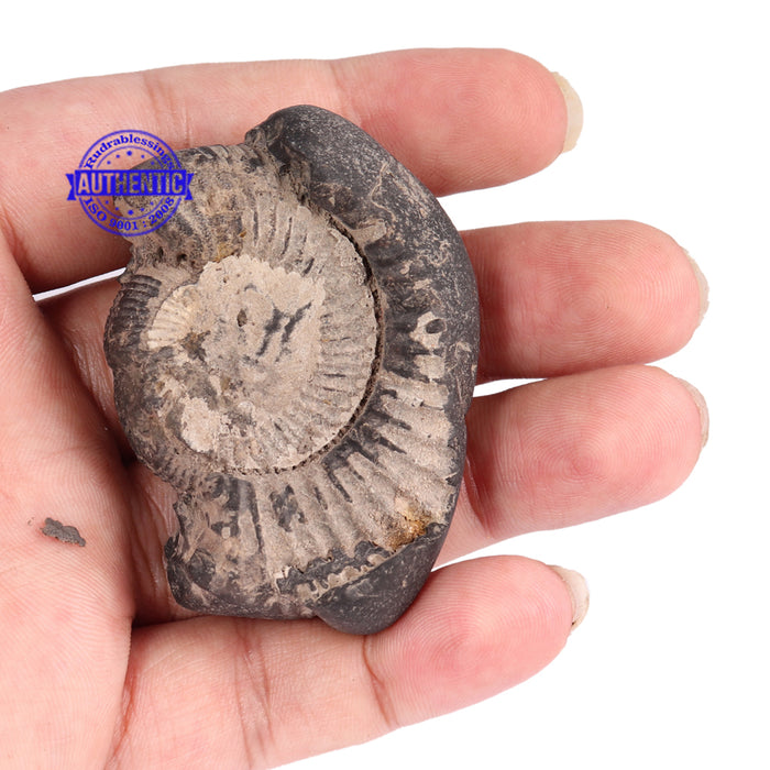 Shaligram - 68