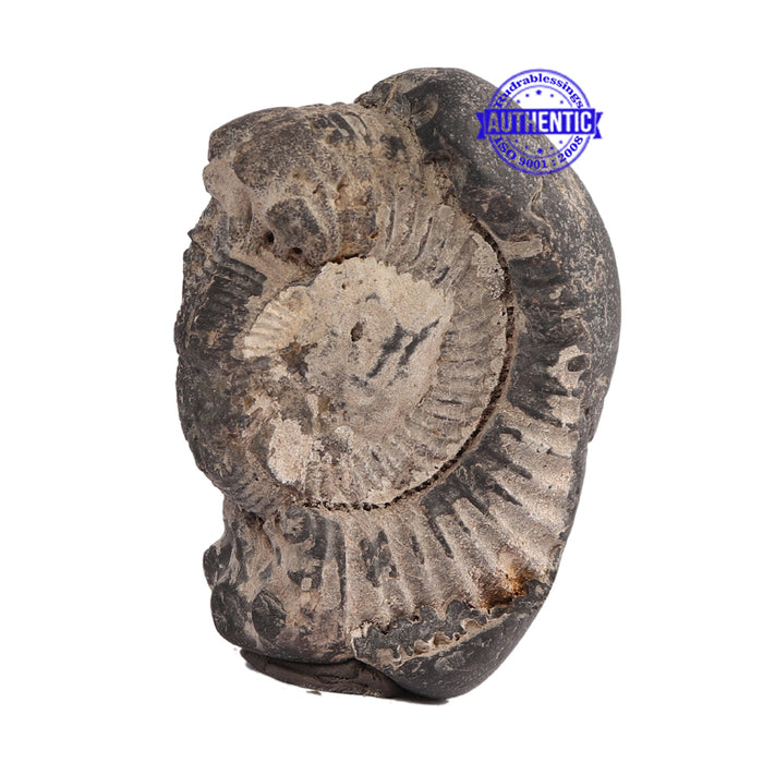 Shaligram - 68