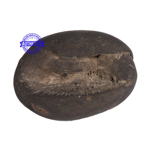Shaligram - 69
