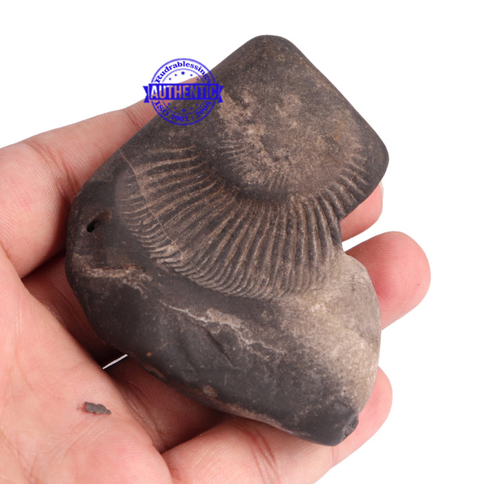 Shaligram - 70