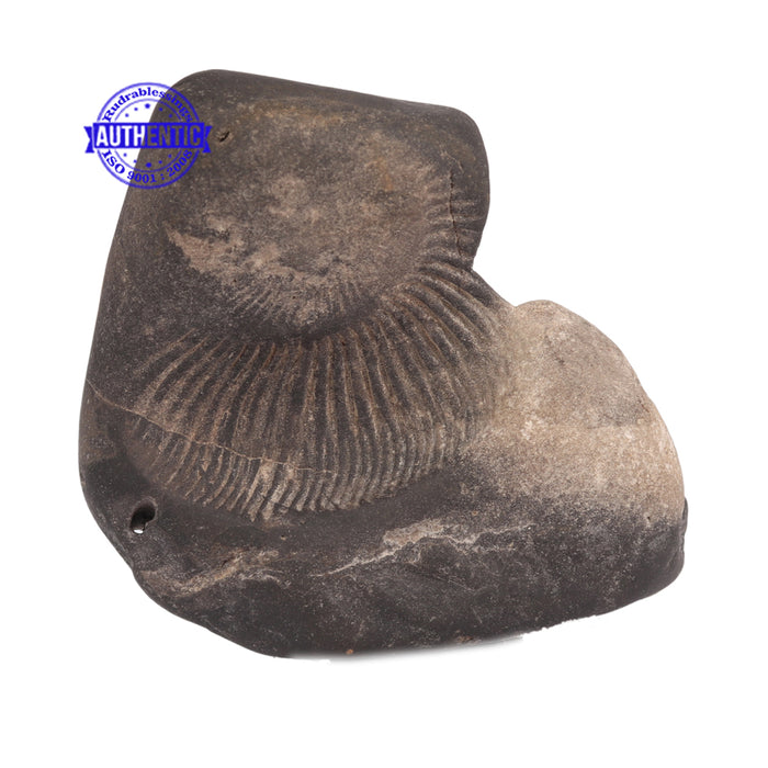 Shaligram - 70