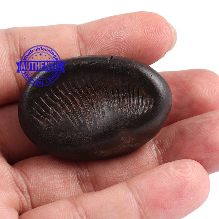 Shaligram - 73