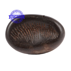 Shaligram - 73