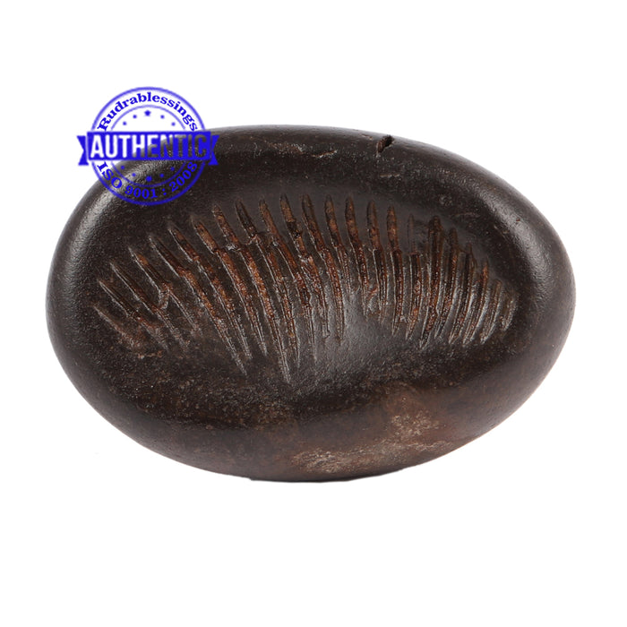Shaligram - 73