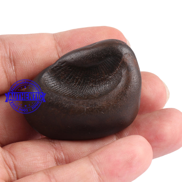 Shaligram - 75