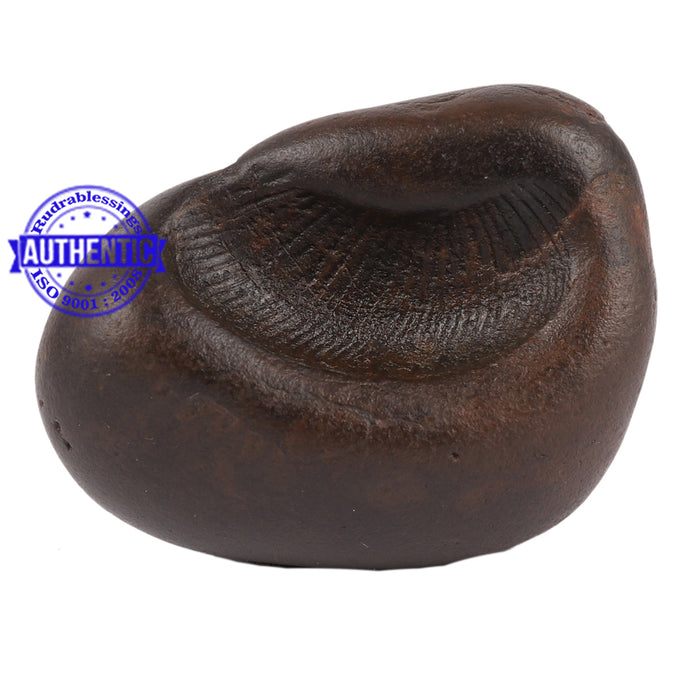 Shaligram - 75