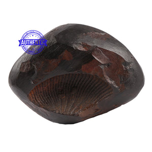 Sushirankita Matsya Shaligram - 80