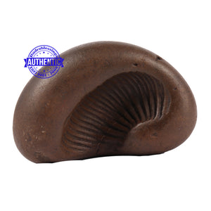 Sushirankita Matsya Shaligram - 84