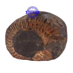 Sudarshan Shaligram - 87