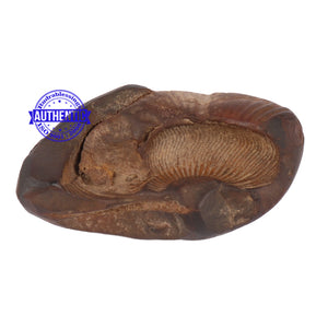 Shaligram - 90