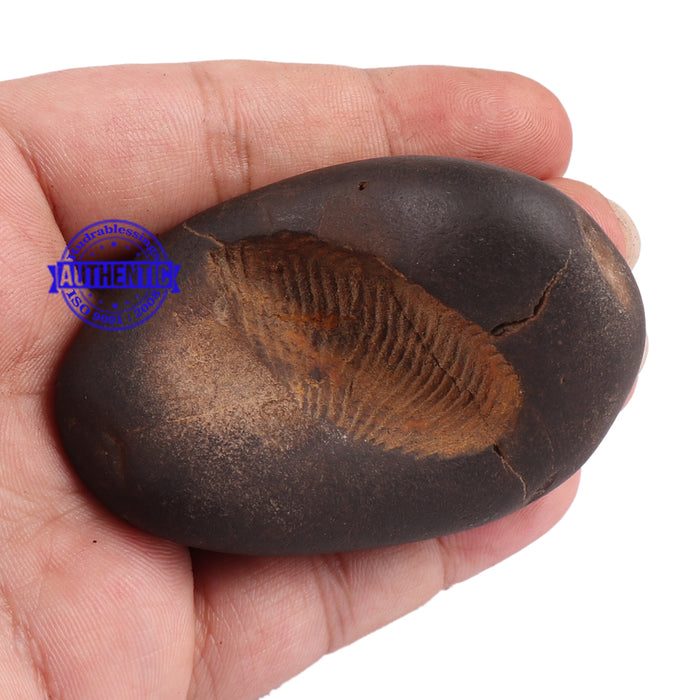 Sushirankita Matsya Shaligram - 93