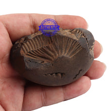 Load image into Gallery viewer, Shaligram - 94
