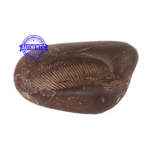 Shaligram - 95