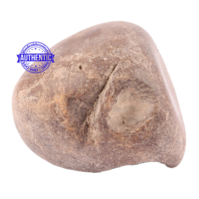 Sushirankita Matsya Shaligram - 99