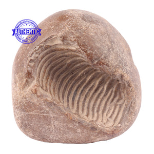 Sushirankita Matsya Shaligram - 99