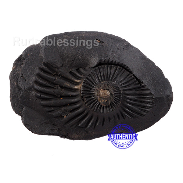 Shaligram - 27