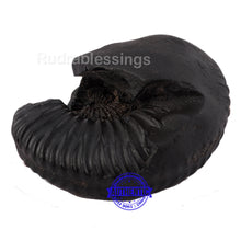 Load image into Gallery viewer, Shaligram - 29
