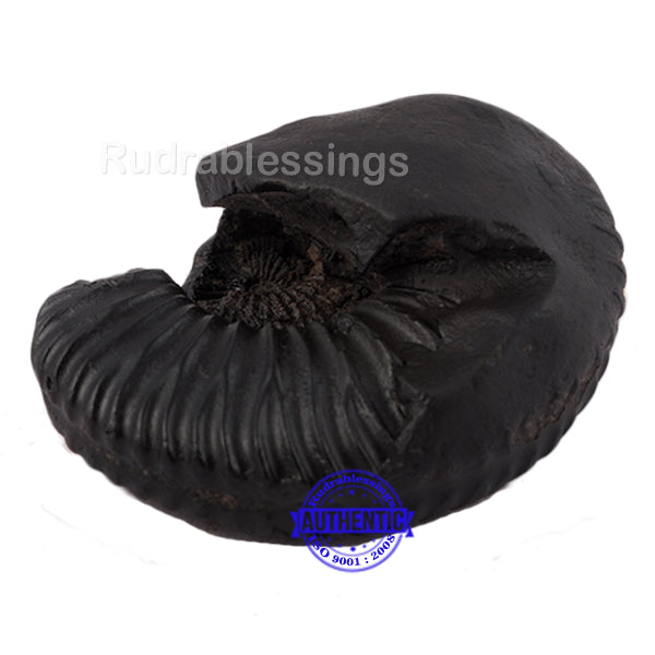 Shaligram - 29