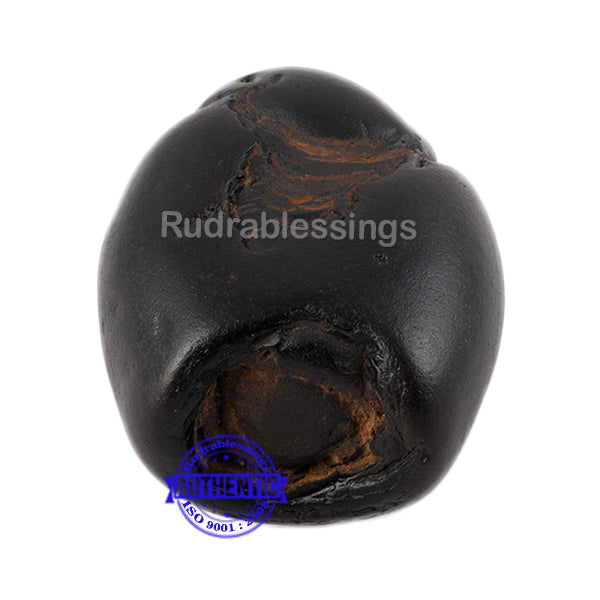 Shaligram - 43